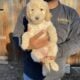 Golden Doodle puppies