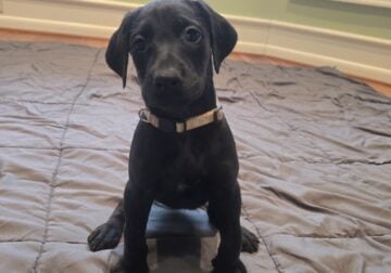 Doberman+Poodle