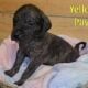 English Mastiff Puppies