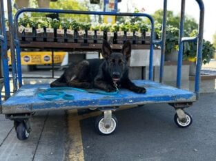 AKC Pure bred German Shepherd