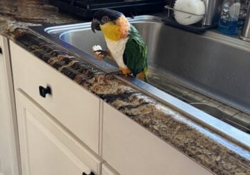 Caique black mask male
