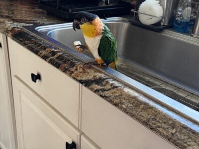 Caique black mask male