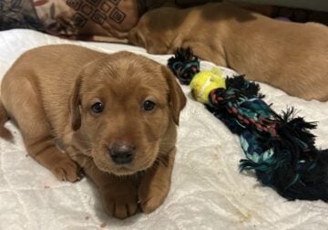 AKC Registered Red Labs