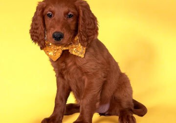 Daisy – Yellow Collar Girl