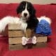 Bernese Mountain Dog Puppies