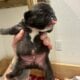 Frenchie puppies