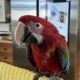 1 year old male macaw