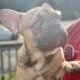 French bulldog Boys