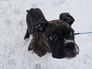 Boxer Male