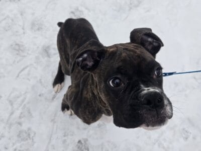 Boxer Male
