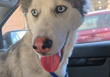 Husky in need of a new home