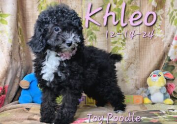 Khleo. A female Toy Poodle (Pet Price)