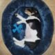 11 week old Fox terrier puppies
