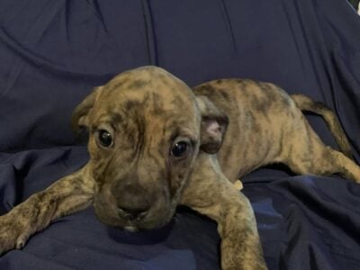 American Staffordshire Terrier Puppies