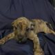 American Staffordshire Terrier Puppies
