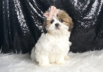 Princess ACA Shihtzu