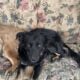 *URGENT* need of home!!!!!! pls help
