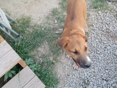 Male young dog in need of new home