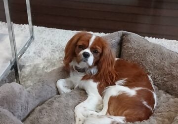 AKC Cavalier King Charles Spaniel Stud