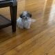 Puppy for sale