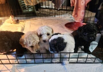 Litter of 5