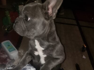 Blue Male French Bulldog