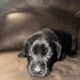 Black lab