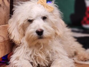 mini goldendoodles