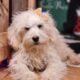 mini goldendoodles