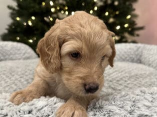 Golden Mountain Doodle Puppies for Sale! 🐶
