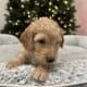 Golden Mountain Doodle Puppies for Sale! 🐶