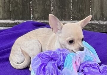 Chihuahua