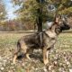 Imported Czech Shepherd