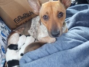 Feist mix blue heeler puppies