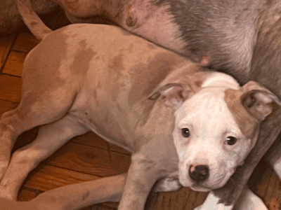 Merle bully puppies