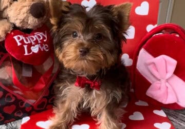 Little chocolate yorkie