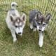 Spring Lowcontent Wolfdog Litter in MN