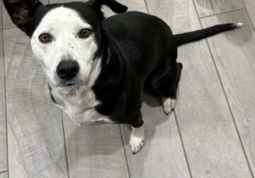 Mixed dog