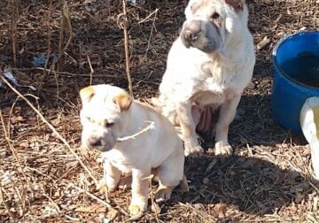SharPei puppy’s