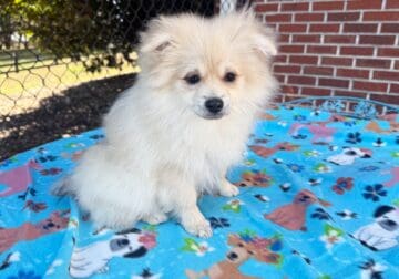 DUSTY – CKC Pomeranian