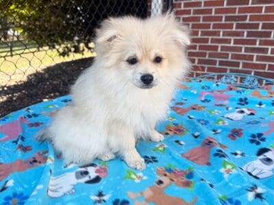DUSTY – CKC Pomeranian