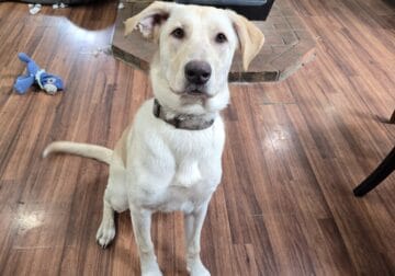 Pearl – German Shepard Lab mix