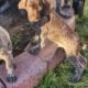 AKC German Shorthaired Pointer Pups