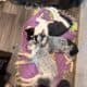 Seeking Family to love, Blue Heeler / Texas Heeler