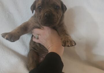 Cane Corso Hybrid puppy – Girl 2