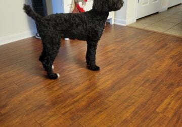 Medium Poodle