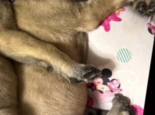 AKC MASTIFF PUPPY