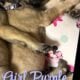 AKC MASTIFF PUPPY