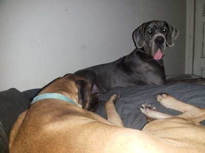 Great Dane Puppies