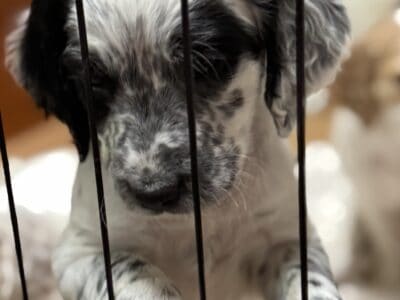 Female English Llewellin Setter